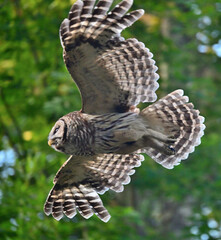 owl in flight