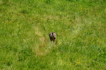 Italian wolf in the Maritime Alps Park. Wildlife center Uomini e lupi of Entracque, Maritime Alps Park, Piedmont, Cuneo, Italy. 
