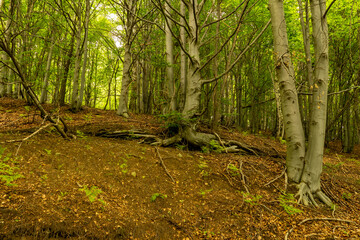Beech forest in the Maritime-Alps, western alps, Cuneo, Piedmont, Italy