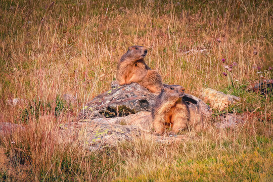 marmottes des alpes en France