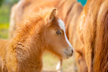 Portrait of an adorable pony foal with his mother in the field