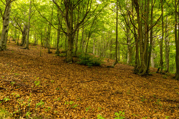 Beech forest in the Maritime-Alps, western alps, Cuneo, Piedmont, Italy