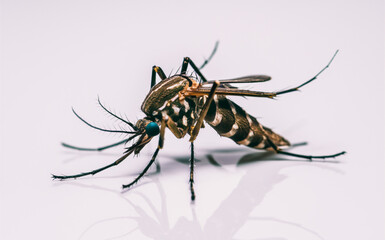 Close-up of a mosquito in a neural network view.