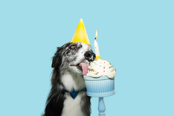 Portrait border collie dog celerbating birthday or anniversary with a colorful cup cake. Isolated on blue pastel background