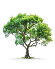 Obraz premium Isolated Camphor Tree on White Background for Agriculture and Decoration - Conservation Concept