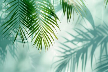 Obraz premium Detailed view of a single palm leaf with soft shadows, set against a blurred backdrop of light blue