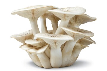 Fototapeta premium King Oyster Mushroom Isolated on White: Full Depth of Field with Clipping Path.