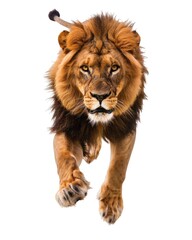 Lion Jumping. Male Adult Lion Stunningly Leaps at Camera in Isolation. Astonishing Display