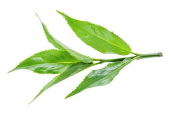 Obraz premium Green Bancha Tea Leaves Isolated on White Background. Healthy Tea with Antioxidant Properties