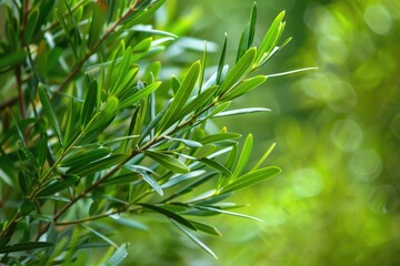 Fototapeta premium Fresh Tea Tree Leaves and Essential Oil on Wooden Background. Aromatherapy Treatment and Medicine