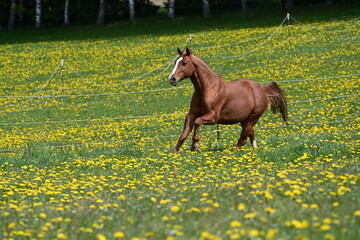 Laufende Pferde. Schöne Pferde auf der Blumenwiese