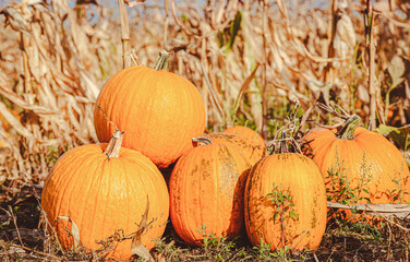 Yellow pumpkin field ready for harvest. Selective focus.