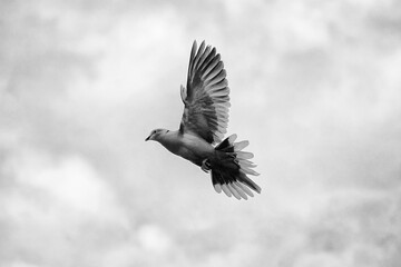 Birds flying ravens isolated on white background Corvus corax. Halloween - flying bird. silhouette of a large black bird cut on a white background for graphic design
