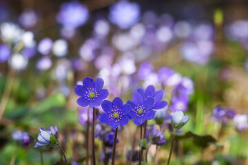 Hepatica nobilis flowers in the spring forest.