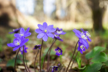 Hepatica nobilis flowers in the spring forest.