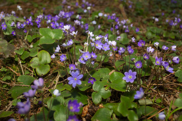 Hepatica nobilis flowers in the spring forest.