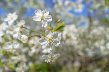 Cherry blossoms in spring. Natural floral background.