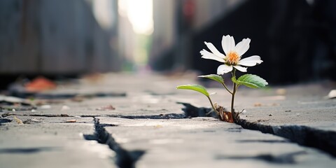 A small white flower is growing out of a crack in the sidewalk