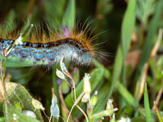 Processionary moth caterpillar in the green grass