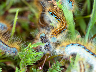 Group of processionary moth caterpillar in the green grass