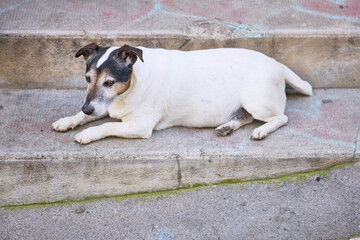 jack russell terrier sitting
