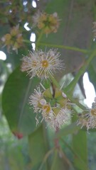 caterpillar on a flower