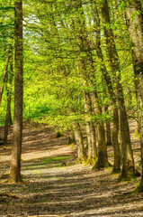 Obraz premium Waldweg und Bäume im Frühling