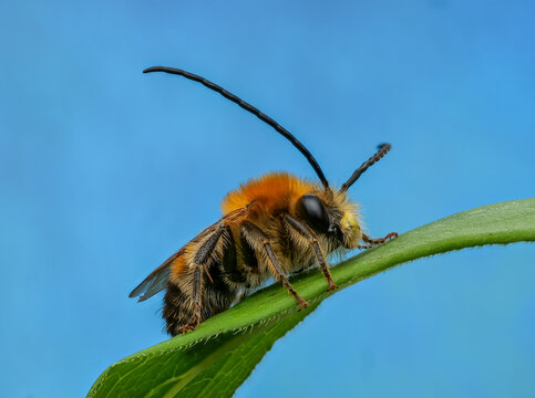 Mai-Langhornbiene (Eucera nigrescens) m&auml;nnlich