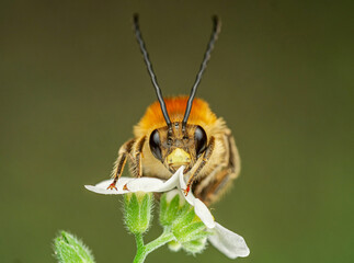 Mai-Langhornbiene (Eucera nigrescens) männlich