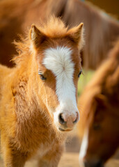Adorable  pony foal portrait in the field with his mother