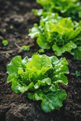 lettuce growing on a bed close-up