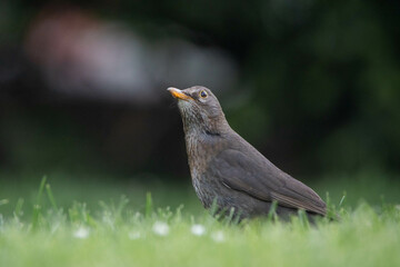 Amsel