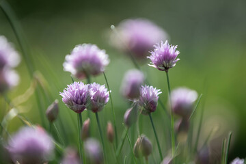 Schnittlauch Blüte