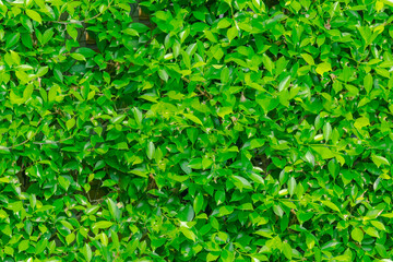 Green leaves wall hedge pattern from garden decoration