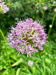 close up of a pink flower