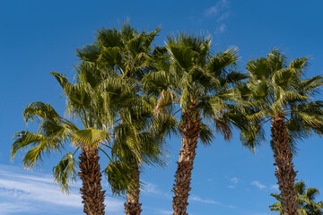 blue sky tropical tall African Sabal fan palms with clouds, concept transcendence, natural beauty tropics and subtropics, infinity tropical background, banner for travel agencies, hotels, airlines