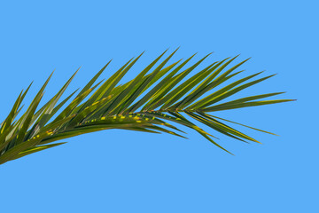 tropical leaf Phoenix dactylifera date palm gracefully sways in wind close-up, natural beauty...