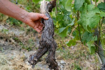 close-up brown piece of old vine in hand of experienced adult grower against backdrop of vineyard,...
