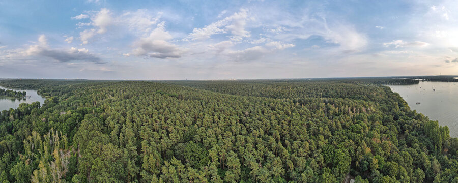 Aerial landscape of monoculture trees in Grunewald forest on a sunny summer day in Berlin