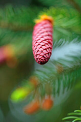 close up of spruce tips needles