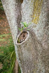 trunk of a tree with a leaf