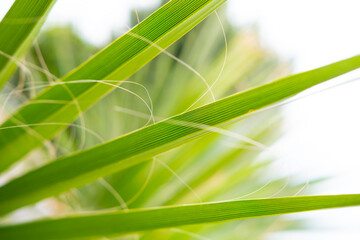 tropical leaf African Sabal fan palm close-up, natural beauty tropics, background for tropical...