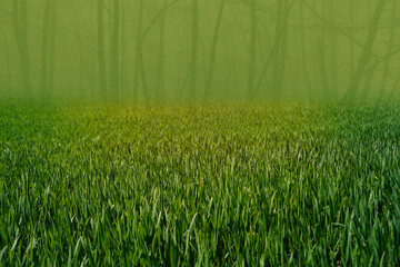 green fresh spring grass, weather, Wind Gusts, natural blurred green tree trunks in background,...