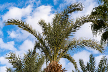 Obraz na płótnie Canvas blue sky over tropical African date palm Phoenix dactylifera with clouds, concept transcendence, natural beauty tropics, infinity tropical background, banner for travel agencies, hotels, airlines