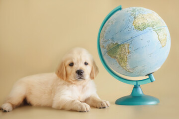 dog puppy golden retriever on a beige background with globes