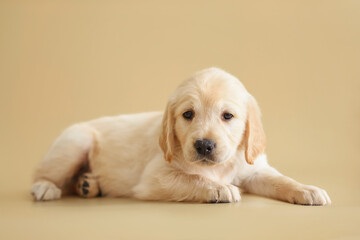 dog puppy golden retriever on a beige background