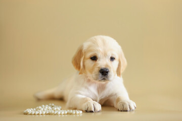 dog puppy golden retriever on a beige background