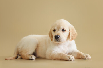 small newborn golden retriever puppy on a beige background
