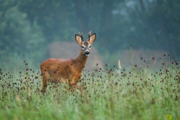 Deer in foggy morning. European roe deer, Capreolus capreolus, at sunrise. Majestic buck standing in flowered meadow during rut season. Wild animal in natural habitat. Wildlife from summer nature.