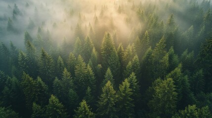 Aerial View of a Forest in Daylight